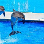 Севастопольский дельфинарий